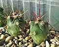 Нажмите на изображение для увеличения.

Название:	Ferocactus townsendianus.JPG
Просмотров:	1923
Размер:	237.5 Кб
ID:	351142