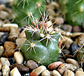 Нажмите на изображение для увеличения.

Название:	Hamatocactus papyracanthus.JPG
Просмотров:	2121
Размер:	234.1 Кб
ID:	351145