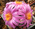 Нажмите на изображение для увеличения.

Название:	6_pseudopectinatus.jpg
Просмотров:	177
Размер:	191.4 Кб
ID:	351161