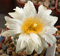 Нажмите на изображение для увеличения.

Название:	1_pediocactus.jpg
Просмотров:	223
Размер:	117.1 Кб
ID:	351178
