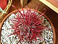 Нажмите на изображение для увеличения.

Название:	Ferocactus gracilis v. coloratus.jpg
Просмотров:	2341
Размер:	34.8 Кб
ID:	351200