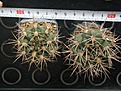 Нажмите на изображение для увеличения.

Название:	Gymnocalycium_neuhuberi_-_200p
Просмотров:	1292
Размер:	162.6 Кб
ID:	351225