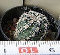 Нажмите на изображение для увеличения.

Название:	Gymnocalycium_bruchii_100p
Просмотров:	1295
Размер:	162.9 Кб
ID:	351228