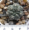 Нажмите на изображение для увеличения.

Название:	Gymnocalycium_uebelmannianum_VG669_-_150p
Просмотров:	1277
Размер:	167.9 Кб
ID:	351229