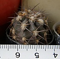 Нажмите на изображение для увеличения.

Название:	Acanthocalycium_glaucum_VG176_-_150p
Просмотров:	1270
Размер:	148.5 Кб
ID:	351230