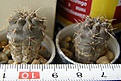 Нажмите на изображение для увеличения.

Название:	Gymnocalycium_gibbosum_-_100-150p
Просмотров:	1287
Размер:	129.9 Кб
ID:	351231
