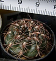 Нажмите на изображение для увеличения.

Название:	Gymnocalycium_mesopotamicum_-_150p
Просмотров:	1286
Размер:	181.8 Кб
ID:	351232