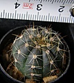 Нажмите на изображение для увеличения.

Название:	Notocactus_ottonis_-_100p
Просмотров:	1269
Размер:	169.4 Кб
ID:	351233