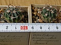 Нажмите на изображение для увеличения.

Название:	Echinofossulocactus_coptonogonus_-_100-150p
Просмотров:	1273
Размер:	132.9 Кб
ID:	351251