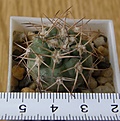 Нажмите на изображение для увеличения.

Название:	Akanthocalycium_copiapoides_LF42_-_150p
Просмотров:	1263
Размер:	185.4 Кб
ID:	351252