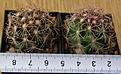 Нажмите на изображение для увеличения.

Название:	Thelocactus_bicolor_-_150p
Просмотров:	1261
Размер:	148.6 Кб
ID:	351253