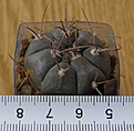 Нажмите на изображение для увеличения.

Название:	Gymnocalycium_bozsingianum_-_200p
Просмотров:	1257
Размер:	171.4 Кб
ID:	351254
