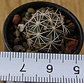 Нажмите на изображение для увеличения.

Название:	Thelocactus_bicolor_pottsii_SB77_-_150p
Просмотров:	1269
Размер:	173.1 Кб
ID:	351255