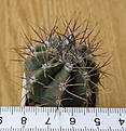 Нажмите на изображение для увеличения.

Название:	Echinopsis_leucantha_VG1042_-_250p
Просмотров:	1262
Размер:	165.9 Кб
ID:	351256