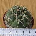 Нажмите на изображение для увеличения.

Название:	Gymnocalycium_multiflorum_-_300p
Просмотров:	1257
Размер:	158.8 Кб
ID:	351257
