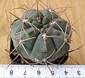 Нажмите на изображение для увеличения.

Название:	Gymnocalycium_tillianum_WR227_-_400p
Просмотров:	1260
Размер:	159.2 Кб
ID:	351258