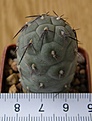 Нажмите на изображение для увеличения.

Название:	Thephrocactus_geometricus_-_400p
Просмотров:	1263
Размер:	129.0 Кб
ID:	351260