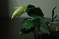 Нажмите на изображение для увеличения.

Название:	Shlumbergera 1.jpg
Просмотров:	393
Размер:	230.5 Кб
ID:	351273