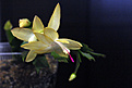 Нажмите на изображение для увеличения.

Название:	Shlumbergera 3.jpg
Просмотров:	390
Размер:	201.5 Кб
ID:	351275