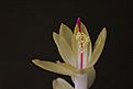 Нажмите на изображение для увеличения.

Название:	Shlumbergera 4.jpg
Просмотров:	393
Размер:	226.4 Кб
ID:	351276