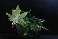 Нажмите на изображение для увеличения.

Название:	Shlumbergera 5.jpg
Просмотров:	389
Размер:	220.0 Кб
ID:	351277