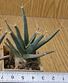 Нажмите на изображение для увеличения.

Название:	Leuchtenbergia_principis_SB566_-_350p
Просмотров:	1263
Размер:	100.3 Кб
ID:	351335