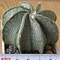 Нажмите на изображение для увеличения.

Название:	Astrophytum_capricorne_niveum_-_300p
Просмотров:	1283
Размер:	182.2 Кб
ID:	351336