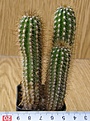 Нажмите на изображение для увеличения.

Название:	Trichocereus_spachianus_-_100-150p
Просмотров:	1258
Размер:	152.8 Кб
ID:	351337
