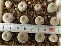 Нажмите на изображение для увеличения.

Название:	Epithelantha_bokei???_-_50-150p
Просмотров:	1271
Размер:	169.4 Кб
ID:	351338
