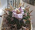 Нажмите на изображение для увеличения.

Название:	Echinofossulocactus_SB107_8y.JPG
Просмотров:	156
Размер:	139.1 Кб
ID:	351341