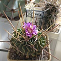 Нажмите на изображение для увеличения.

Название:	Echinofossulocactus_lamellosus_SB111_8y.JPG
Просмотров:	149
Размер:	138.3 Кб
ID:	351343
