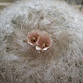 Нажмите на изображение для увеличения.

Название:	Epithelantha_micromeris_MK141_430_8y.JPG
Просмотров:	157
Размер:	87.1 Кб
ID:	351344