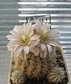 Нажмите на изображение для увеличения.

Название:	Gymnocalycium_bruchii_niveum_WR727_8y.JPG
Просмотров:	158
Размер:	105.5 Кб
ID:	351345