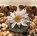 Нажмите на изображение для увеличения.

Название:	Turbinicarpus rioverdensis_PP204_5y.JPG
Просмотров:	150
Размер:	85.7 Кб
ID:	351347