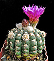 Нажмите на изображение для увеличения.

Название:	Notocactus uebelmannianus 2.JPG
Просмотров:	1163
Размер:	229.7 Кб
ID:	351352