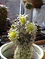 Нажмите на изображение для увеличения.

Название:	Mammillaria microhelia.jpg
Просмотров:	152
Размер:	188.6 Кб
ID:	351354