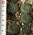 Нажмите на изображение для увеличения.

Название:	Astrophytum_asterias_-_200p
Просмотров:	1226
Размер:	115.5 Кб
ID:	351356