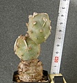 Нажмите на изображение для увеличения.

Название:	Tephrocactus_articulatus_VG400a_-_500p
Просмотров:	1219
Размер:	104.9 Кб
ID:	351357