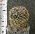 Нажмите на изображение для увеличения.

Название:	Mammillaria_formosa_P262_-_200p
Просмотров:	1218
Размер:	87.6 Кб
ID:	351359