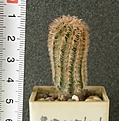 Нажмите на изображение для увеличения.

Название:	Echinocereus_reichenbachii_pailanus_-_150p
Просмотров:	1227
Размер:	66.9 Кб
ID:	351360