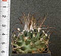 Нажмите на изображение для увеличения.

Название:	Turbinicarpus_gracilis_300p
Просмотров:	1196
Размер:	176.7 Кб
ID:	351361