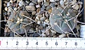 Нажмите на изображение для увеличения.

Название:	Gymnocalycium_armatum_(??_от_Сиденко)_-_200p
Просмотров:	1200
Размер:	149.1 Кб
ID:	351362