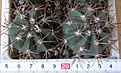 Нажмите на изображение для увеличения.

Название:	Melocactus_amoenus_-_300p
Просмотров:	1196
Размер:	148.0 Кб
ID:	351363