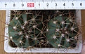 Нажмите на изображение для увеличения.

Название:	Melocactus_maxonii_-_300p
Просмотров:	1199
Размер:	156.1 Кб
ID:	351364