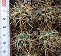 Нажмите на изображение для увеличения.

Название:	Ferocactus_chrysacanthus_L010_-_150p
Просмотров:	1213
Размер:	234.3 Кб
ID:	351365