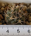 Нажмите на изображение для увеличения.

Название:	Acanthocalycium_thionanthum_copiapoides_LF42_-_100p
Просмотров:	1206
Размер:	145.8 Кб
ID:	351380