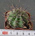 Нажмите на изображение для увеличения.

Название:	Lobivia_aurea_albiflora_WR710_-_250p
Просмотров:	1215
Размер:	204.3 Кб
ID:	351381