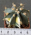 Нажмите на изображение для увеличения.

Название:	Astrophytum_hybrid_-_150p
Просмотров:	1198
Размер:	167.8 Кб
ID:	351382