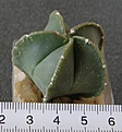 Нажмите на изображение для увеличения.

Название:	Astrophytum_myriostigma_nudum_-_150p
Просмотров:	1203
Размер:	158.8 Кб
ID:	351383