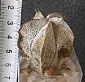 Нажмите на изображение для увеличения.

Название:	Astrophytum_myriostigma_ONZUKA_350P
Просмотров:	1205
Размер:	217.6 Кб
ID:	351384